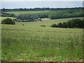 Wheat field off Common Road