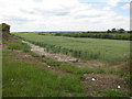 Wheat field by Dunstable Road