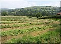 Cut grass near Ivy House Farm