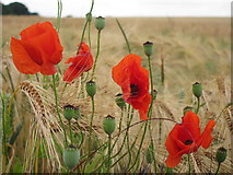 SP6161 : Poppies in Barley by Oast House Archive