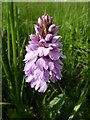 G8780 : Common spotted Orchid: Drumnalost by louise price