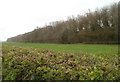 Edge of Lower Rodge Wood, Monmouthshire