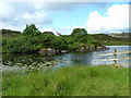 Water Lilies on Loch Greosabhagh