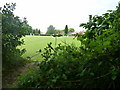 Hedgerow view to cricket match