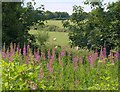 Rosebay Willowherb near South Creek