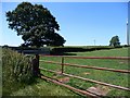 Tree in the corner of a field