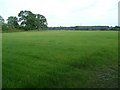 Green field at Bambridge