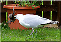 A Herring Gull takes a Young Starling