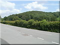 Wooded hillside near Llanwrda