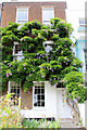 Wisteria, Kew Green