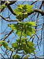 Sycamore flowers