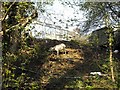 Goat browsing beside the old canal