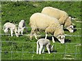 SO1292 : Ewes and lambs beside the old canal by Penny Mayes