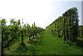 Orchard and shelterbelt off Goudhurst Rd