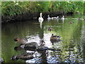 Ducks and swans, Dungannon Lake