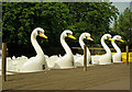 Swan boats, Alexandra Park