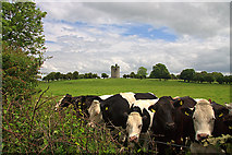 S3263 : Castles of Leinster: Balief, Kilkenny by Mike Searle