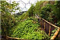 Pathway at the top of the Rainforest Biome