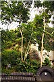 Rubber trees in the Rainforest Biome