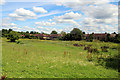 Wild Flower Meadow, Lee Valley Country Park