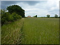 Mowing grass field at King