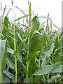 TM1640 : Maize Crop at Wherstead Hall Farm by Geographer