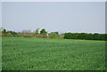 Wheat field off Sheephurst Lane