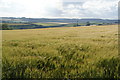 Barley field near Stoke Fleming