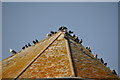 St Ives : Birds on the rooftop