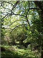 Shady path at Thorn