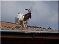 NZ0493 : Goat on the roof by Oliver Dixon