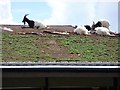 NZ0493 : Goats on the roof by Oliver Dixon