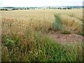 SE4514 : Tracks in the wheatfield by Christine Johnstone