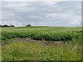 A potato field east of the Drumgooland Crossroads