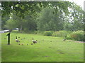 Canada Geese and goslings by the Thames near Laleham Park