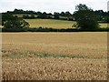 SE4415 : A sea of wheat off the Barnsley Road by Christine Johnstone