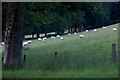 Sheep in a field at Balmyle, Strathardle