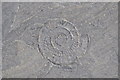 ST1344 : Ammonite Fossil by Ashley Dace