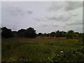 View of the Anerley TV transmission mast from South Norwood Country Park #