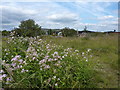 Wild flowers between canal and railway