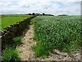 Public footpath at field edge