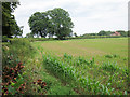 Maize field Babylon Road