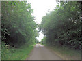 Bosky lane south of Great Chalfield