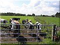 Curious cows, Derrytrasna