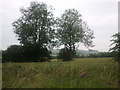 Trees and wild flowers