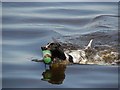 Dog, Lough Neagh