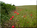 Poppies at field margin