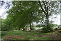 Trees by the Leymill Road