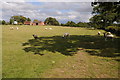 Sheep and Hill Top Farm