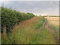 Field boundary off College Road